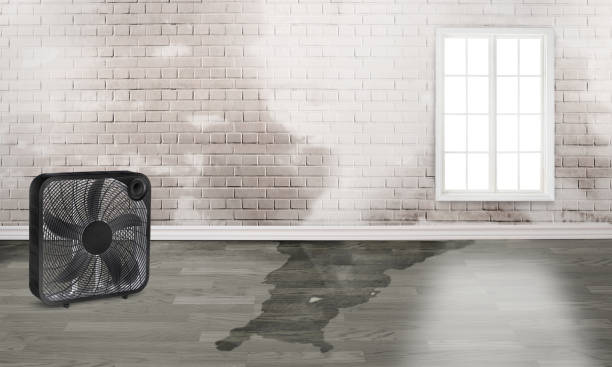 Best Basement water damage restoration  in Whittier, CA